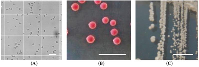 https://cdn.ncbi.nlm.nih.gov/pmc/blobs/2a36/5715960/e3123dd45556/jof-03-00011-g001.jpg