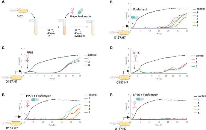 https://cdn.ncbi.nlm.nih.gov/pmc/blobs/2a3f/11237537/15e4039b3407/spectrum.00427-23.f003.jpg