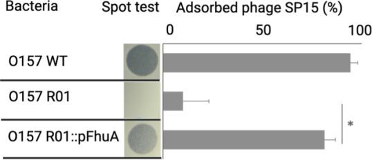 https://cdn.ncbi.nlm.nih.gov/pmc/blobs/2a3f/11237537/7a0cef6a83d3/spectrum.00427-23.f002.jpg