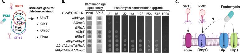 https://cdn.ncbi.nlm.nih.gov/pmc/blobs/2a3f/11237537/eec4aa6ea428/spectrum.00427-23.f005.jpg