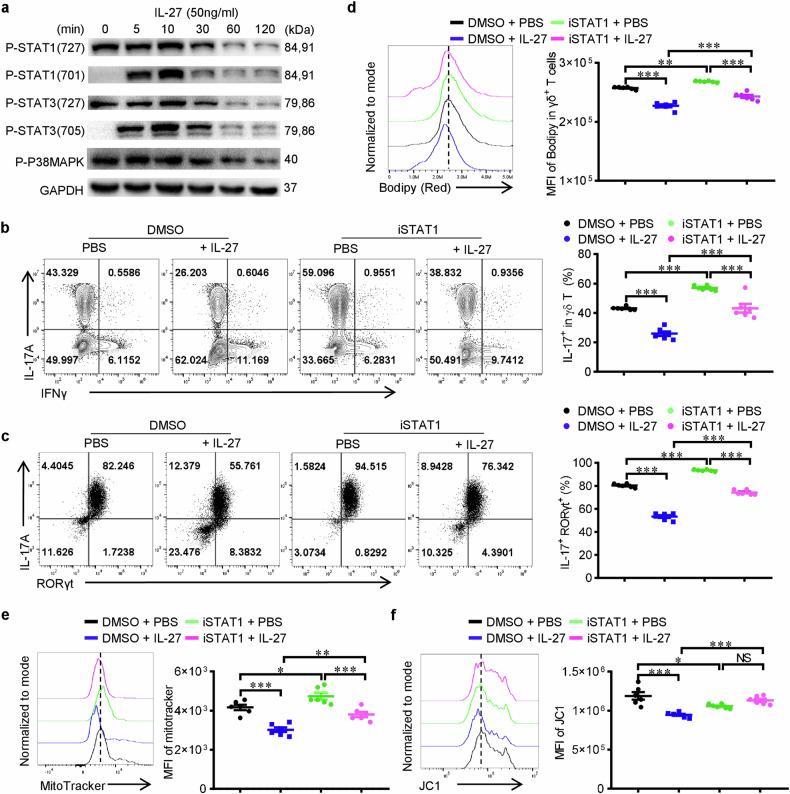 https://cdn.ncbi.nlm.nih.gov/pmc/blobs/2a42/11233514/569c742be43a/41419_2024_6887_Fig4_HTML.jpg