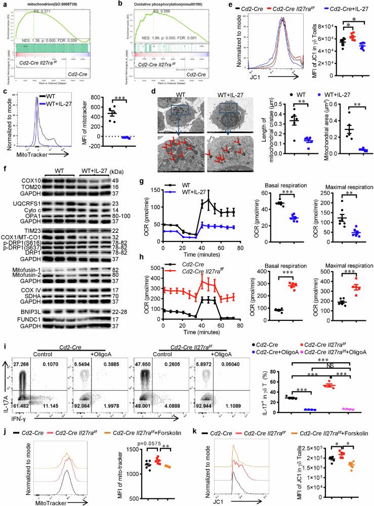 https://cdn.ncbi.nlm.nih.gov/pmc/blobs/2a42/11233514/8519dc1cc3f9/41419_2024_6887_Fig3_HTML.jpg