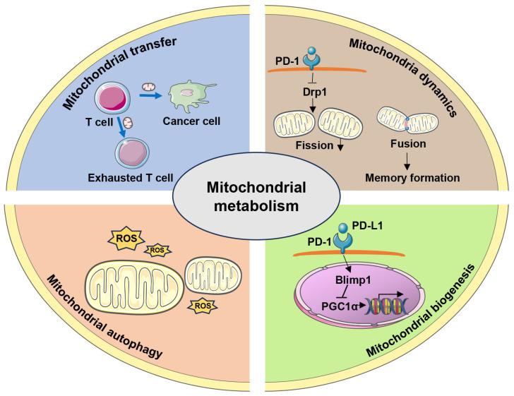 https://cdn.ncbi.nlm.nih.gov/pmc/blobs/2a42/12347488/b9453caaacb4/ijms-26-07400-g001.jpg