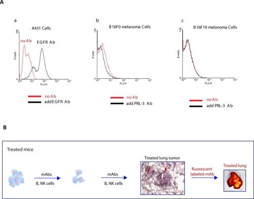 https://cdn.ncbi.nlm.nih.gov/pmc/blobs/2a42/3326646/ad2280ce11d0/oncotarget-03-158-g005.jpg