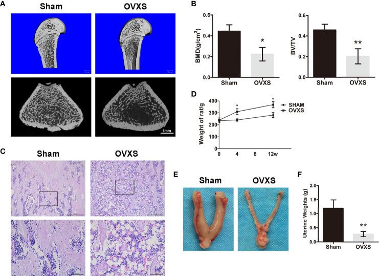 https://cdn.ncbi.nlm.nih.gov/pmc/blobs/2a42/9084285/42a3a6a95944/fendo-13-871380-g001.jpg