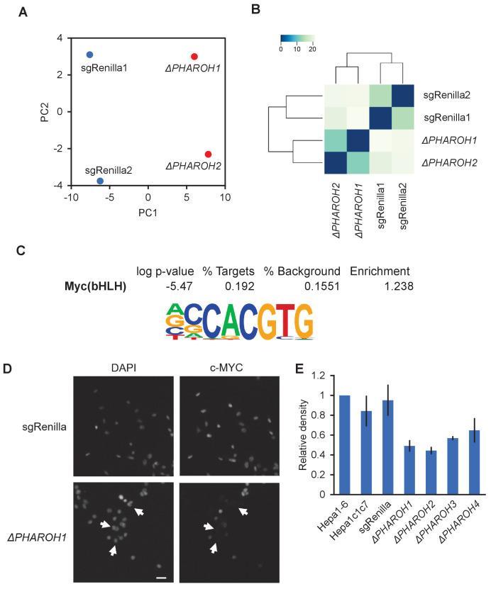 https://cdn.ncbi.nlm.nih.gov/pmc/blobs/2a44/8163507/4b3bcc87271e/elife-68263-fig4-figsupp1.jpg