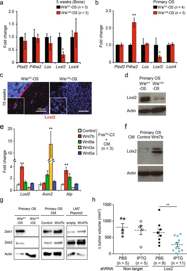 https://cdn.ncbi.nlm.nih.gov/pmc/blobs/2a46/7609652/772f6799fd2f/41422_2020_370_Fig5_HTML.jpg