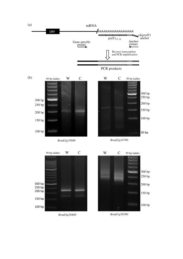 https://cdn.ncbi.nlm.nih.gov/pmc/blobs/2a47/4054888/d2c27a041eb6/gb-2013-14-8-r92-6.jpg