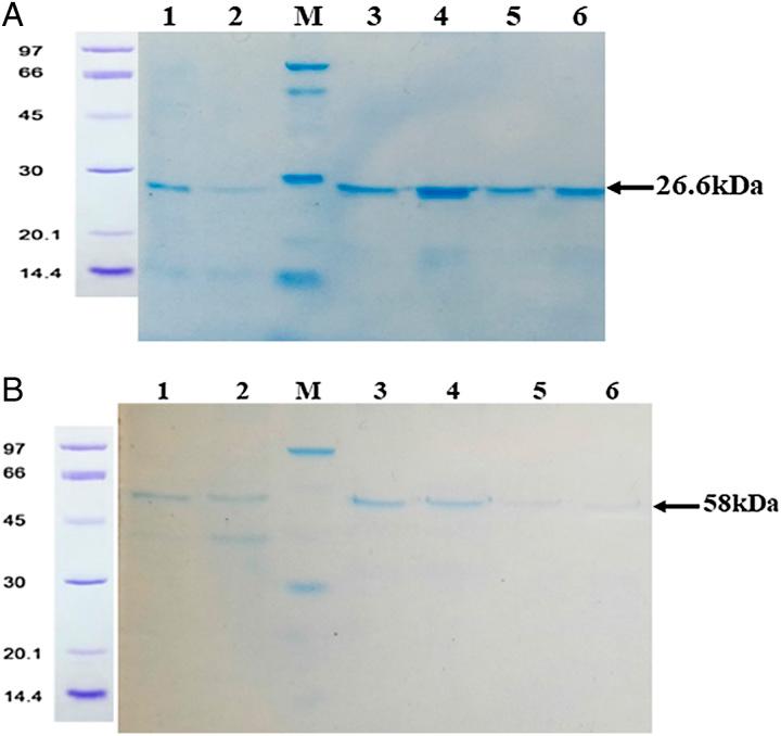 https://cdn.ncbi.nlm.nih.gov/pmc/blobs/2a49/10473382/8d3febb37e41/ms9-85-4348-g001.jpg