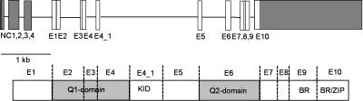 https://cdn.ncbi.nlm.nih.gov/pmc/blobs/2a4a/1769443/4074d9af0c89/imb0015-0551-f5.jpg