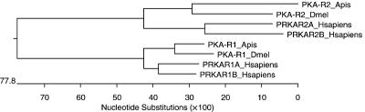 https://cdn.ncbi.nlm.nih.gov/pmc/blobs/2a4a/1769443/7ceb494bc699/imb0015-0551-f1.jpg
