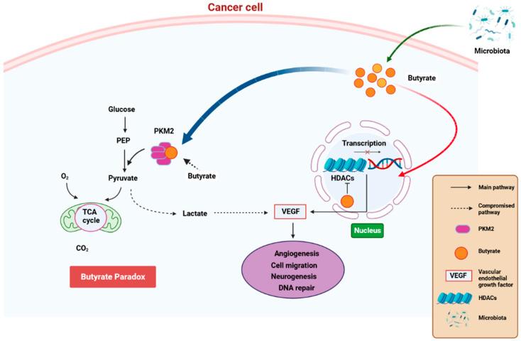 https://cdn.ncbi.nlm.nih.gov/pmc/blobs/2a4d/10452611/4d3ad4ee4227/cancers-15-04086-g004.jpg