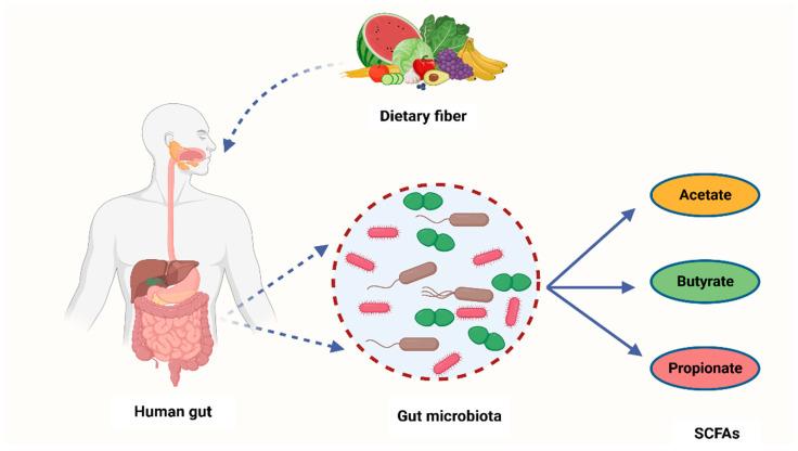 https://cdn.ncbi.nlm.nih.gov/pmc/blobs/2a4d/10452611/baf60ce7f96e/cancers-15-04086-g002.jpg