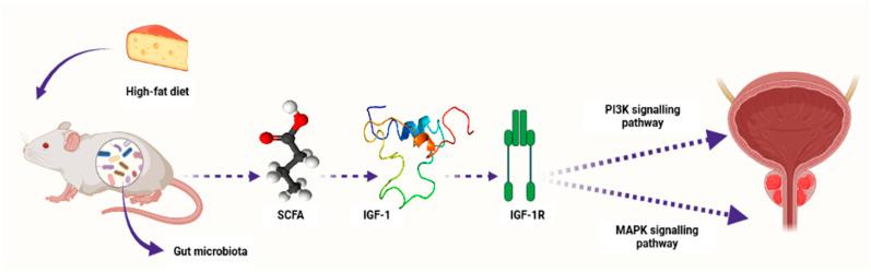 https://cdn.ncbi.nlm.nih.gov/pmc/blobs/2a4d/10452611/fc2f96a04e71/cancers-15-04086-g003.jpg