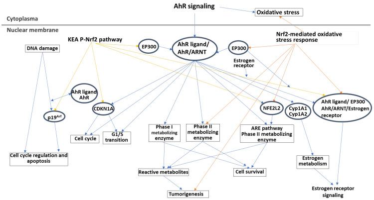 https://cdn.ncbi.nlm.nih.gov/pmc/blobs/2a50/11475825/c6c43153d402/cells-13-01648-g004.jpg