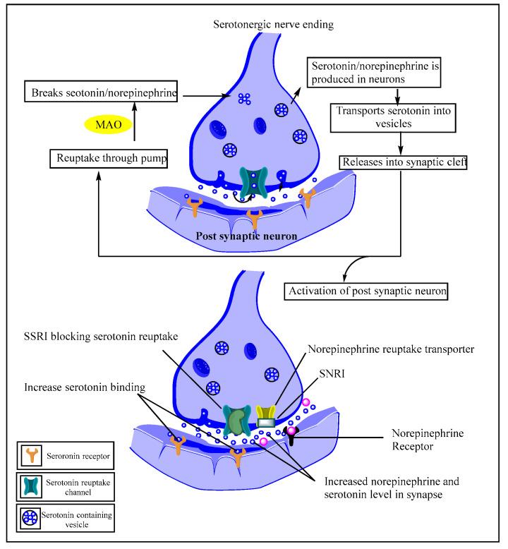 https://cdn.ncbi.nlm.nih.gov/pmc/blobs/2a57/10535231/5970732c1bb9/pharmaceutics-15-02208-g001.jpg