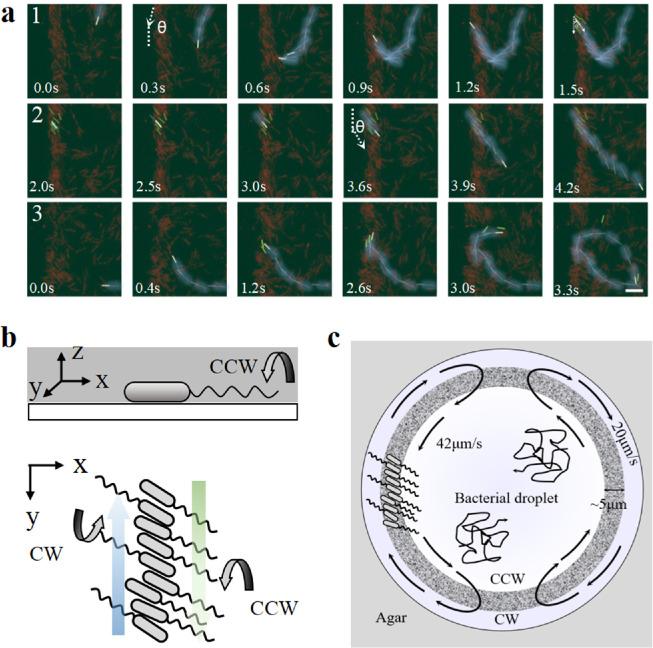 https://cdn.ncbi.nlm.nih.gov/pmc/blobs/2a57/11197528/8e486ea2a1ad/gr4.jpg