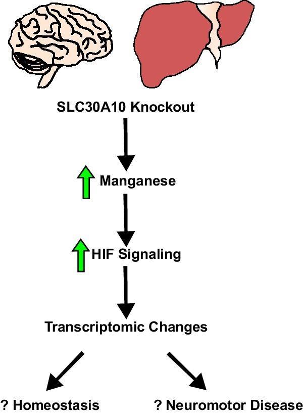 https://cdn.ncbi.nlm.nih.gov/pmc/blobs/2a60/10883138/da16e85d903e/mfae007fig1g.jpg