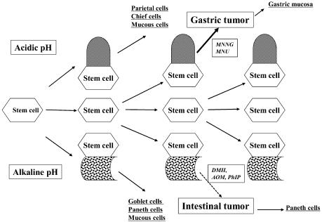 https://cdn.ncbi.nlm.nih.gov/pmc/blobs/2a62/3234614/9fab05d35f36/tox-23-115-g007.jpg