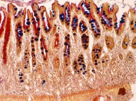 https://cdn.ncbi.nlm.nih.gov/pmc/blobs/2a62/3234614/aa435c5ba53e/tox-23-115-g001.jpg