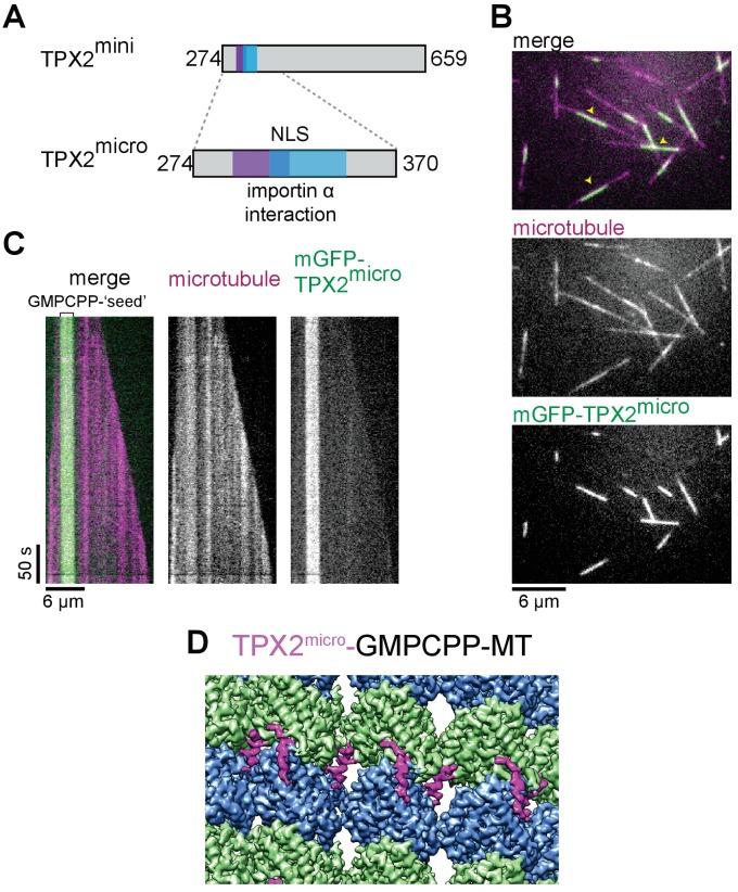 https://cdn.ncbi.nlm.nih.gov/pmc/blobs/2a62/5679754/0554bb7b2b89/elife-30959-fig2.jpg