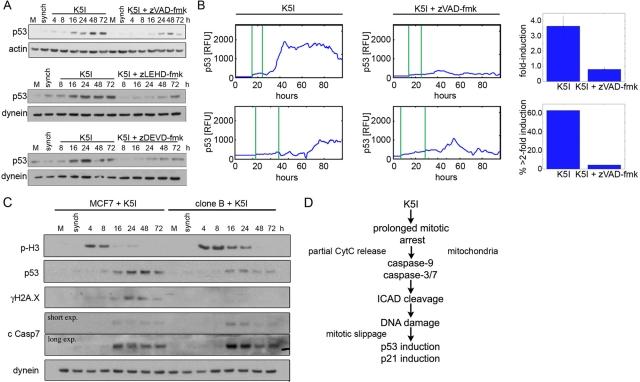 https://cdn.ncbi.nlm.nih.gov/pmc/blobs/2a68/3279386/9f362cdc1bee/567fig6.jpg