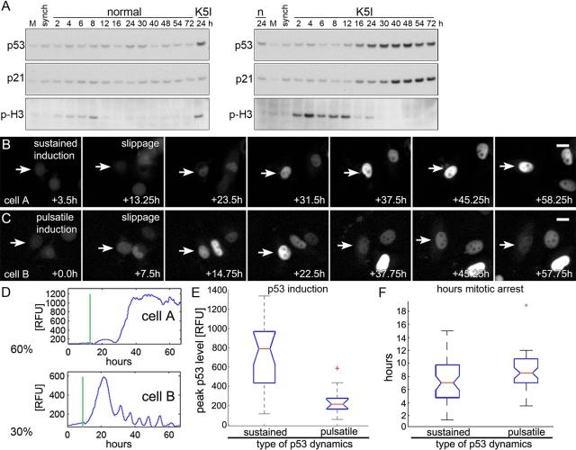 https://cdn.ncbi.nlm.nih.gov/pmc/blobs/2a68/3279386/c3009a912c0e/567fig1.jpg