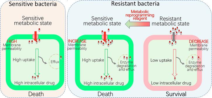 https://cdn.ncbi.nlm.nih.gov/pmc/blobs/2a69/11971349/16278d691c0f/44259_2025_92_Fig1_HTML.jpg