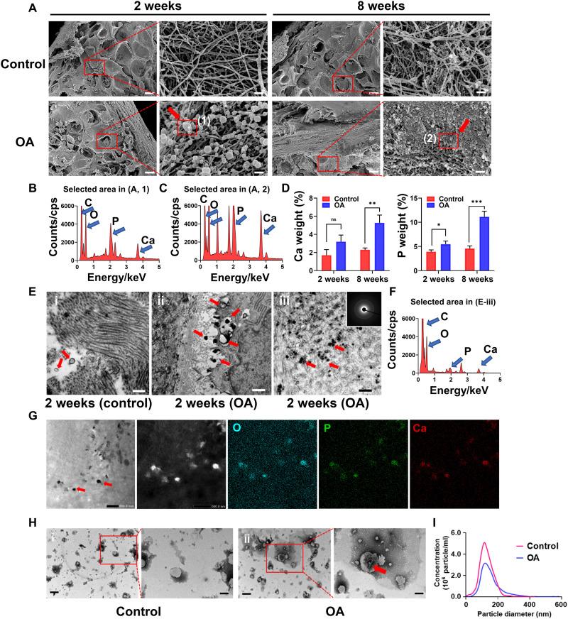 https://cdn.ncbi.nlm.nih.gov/pmc/blobs/2a6c/9094669/bbad082d823d/sciadv.abn1556-f2.jpg