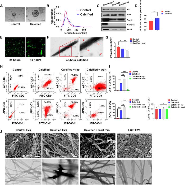 https://cdn.ncbi.nlm.nih.gov/pmc/blobs/2a6c/9094669/d2ac8c41d195/sciadv.abn1556-f6.jpg