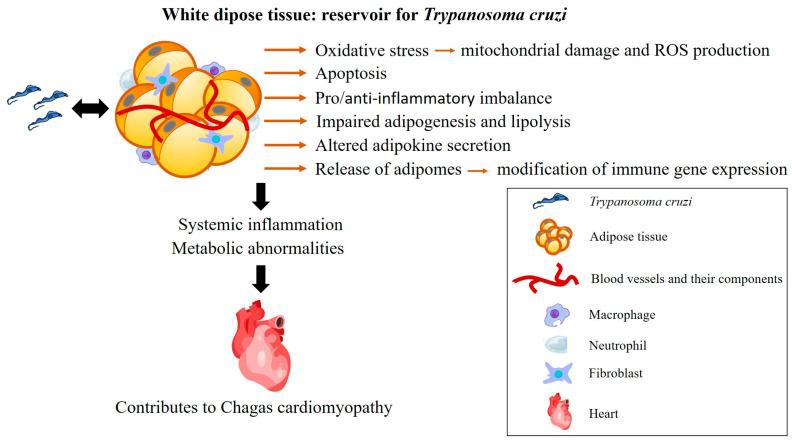 https://cdn.ncbi.nlm.nih.gov/pmc/blobs/2a6d/12030347/9b152679cf6f/pathogens-14-00339-g004.jpg