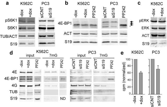 https://cdn.ncbi.nlm.nih.gov/pmc/blobs/2a6d/4227798/8295746a9aef/gku996fig2.jpg