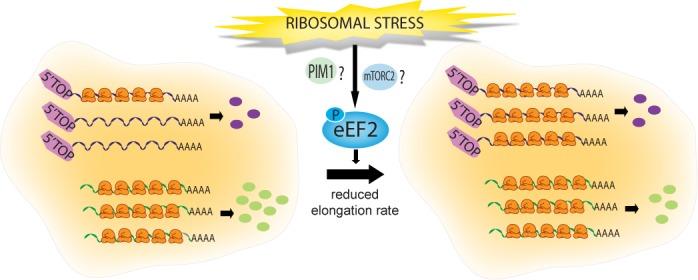 https://cdn.ncbi.nlm.nih.gov/pmc/blobs/2a6d/4227798/eb335c8d77f6/gku996fig7.jpg