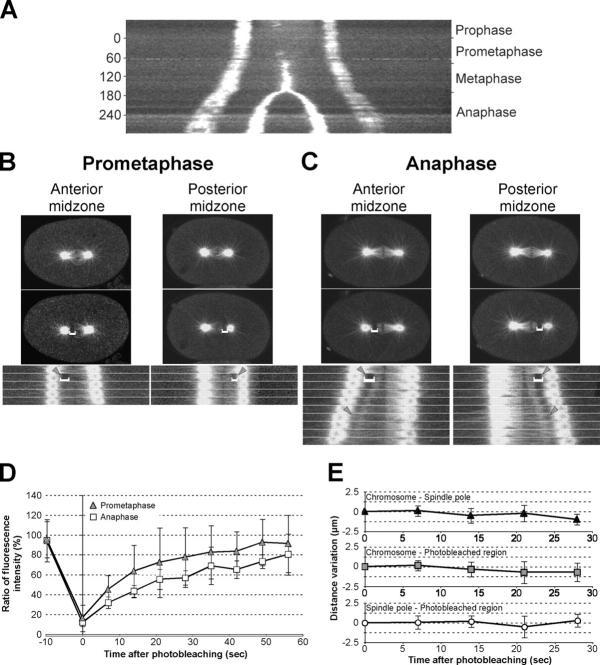 https://cdn.ncbi.nlm.nih.gov/pmc/blobs/2a73/2172534/d5be39d090c8/200406008f5.jpg