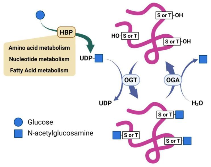 https://cdn.ncbi.nlm.nih.gov/pmc/blobs/2a73/9954453/58bad40c6289/cancers-15-01224-g001.jpg