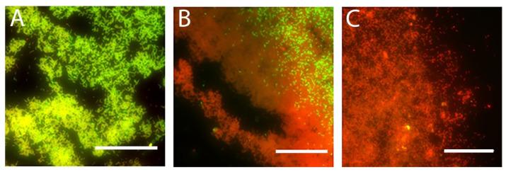 https://cdn.ncbi.nlm.nih.gov/pmc/blobs/2a79/8147140/b0cdede40471/microorganisms-09-00976-g007.jpg