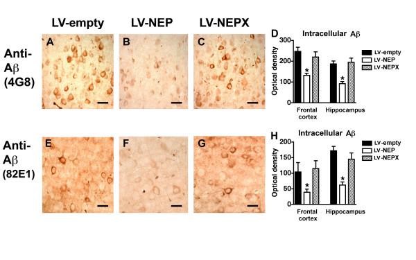 https://cdn.ncbi.nlm.nih.gov/pmc/blobs/2a7a/2596170/8d61c17b8268/1471-2202-9-109-3.jpg