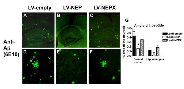 https://cdn.ncbi.nlm.nih.gov/pmc/blobs/2a7a/2596170/af46964f5a6d/1471-2202-9-109-2.jpg
