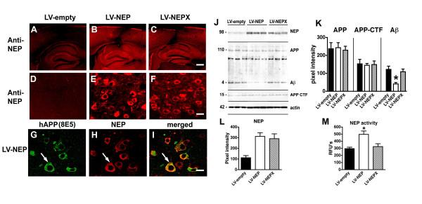 https://cdn.ncbi.nlm.nih.gov/pmc/blobs/2a7a/2596170/d387fd775b70/1471-2202-9-109-1.jpg