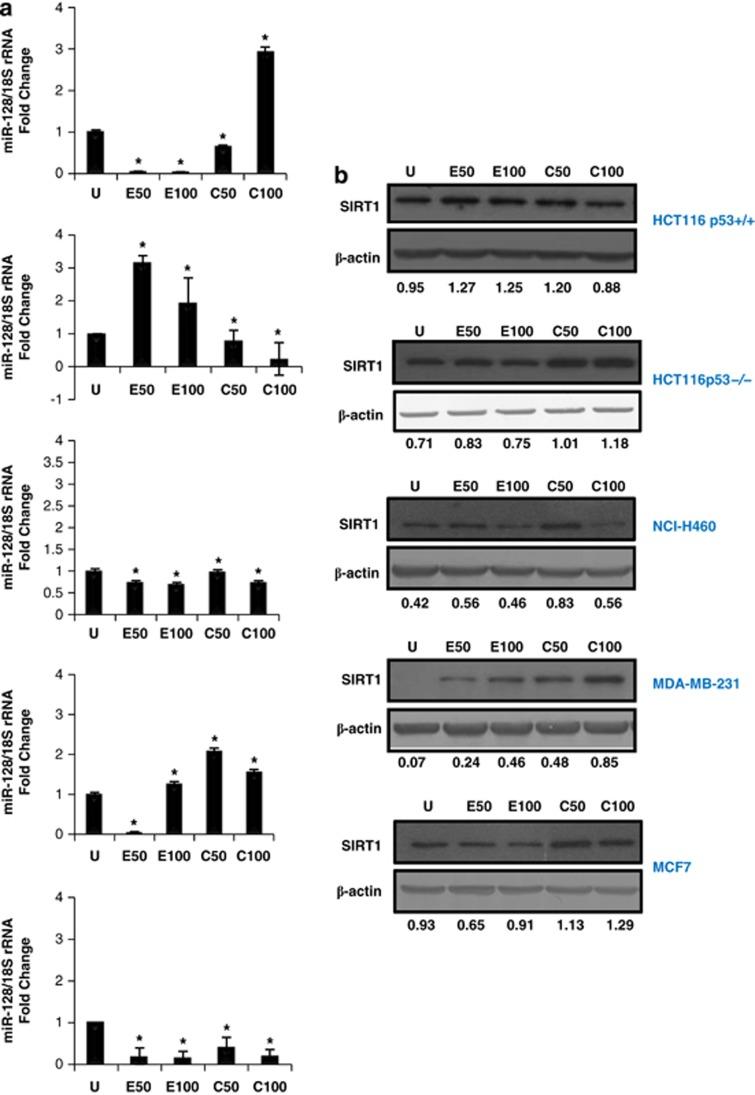 https://cdn.ncbi.nlm.nih.gov/pmc/blobs/2a7b/3613825/5094c291a20c/cddis201346f6.jpg