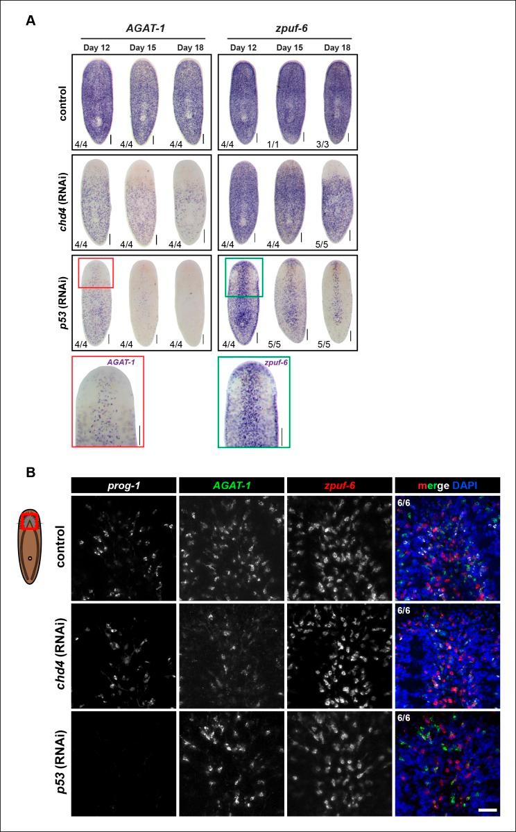 https://cdn.ncbi.nlm.nih.gov/pmc/blobs/2a7f/4716842/b51885ece6b2/elife-10501-fig3-figsupp2.jpg
