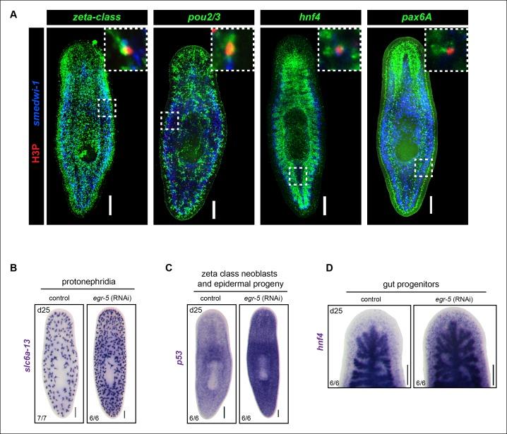 https://cdn.ncbi.nlm.nih.gov/pmc/blobs/2a7f/4716842/d522fa31f8ad/elife-10501-fig6-figsupp1.jpg