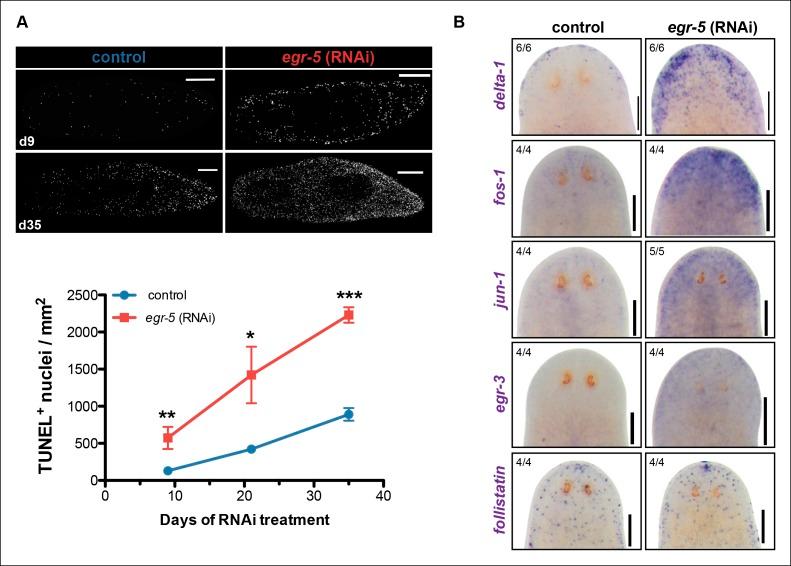 https://cdn.ncbi.nlm.nih.gov/pmc/blobs/2a7f/4716842/dcc957dfa51a/elife-10501-fig7.jpg