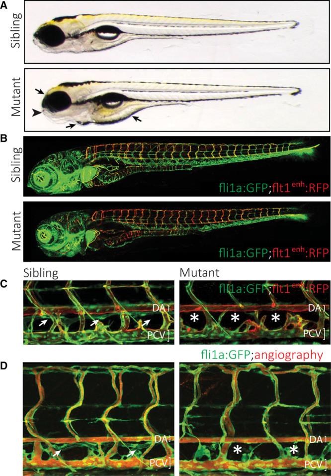 https://cdn.ncbi.nlm.nih.gov/pmc/blobs/2a7f/5389596/81fdbd312d5c/res-120-1263-g001.jpg