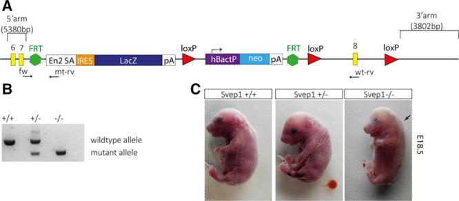 https://cdn.ncbi.nlm.nih.gov/pmc/blobs/2a7f/5389596/e4afd0e281a5/res-120-1263-g006.jpg
