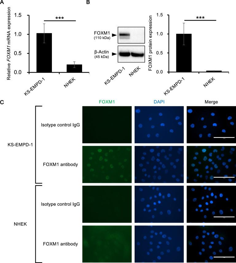 https://cdn.ncbi.nlm.nih.gov/pmc/blobs/2a83/10876583/672f8e125ab2/41598_2024_54773_Fig2_HTML.jpg