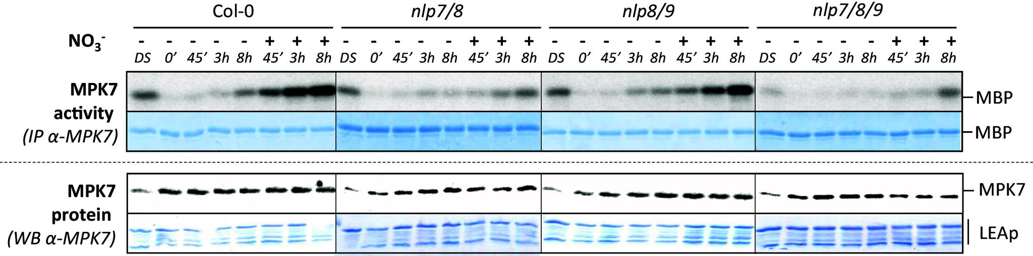 https://cdn.ncbi.nlm.nih.gov/pmc/blobs/2a84/11459149/4c1480c8e672/pnas.2403646121fig04.jpg