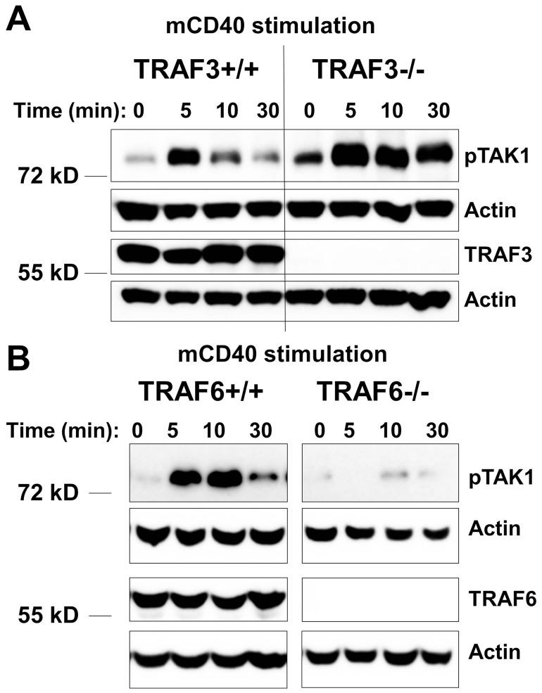 https://cdn.ncbi.nlm.nih.gov/pmc/blobs/2a88/3408473/417701863775/pone.0042478.g005.jpg