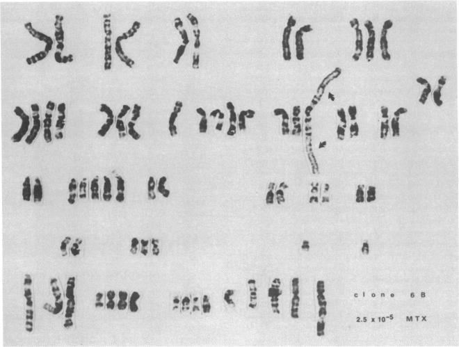 https://cdn.ncbi.nlm.nih.gov/pmc/blobs/2a88/393469/7143998261aa/pnas00629-0162-a.jpg