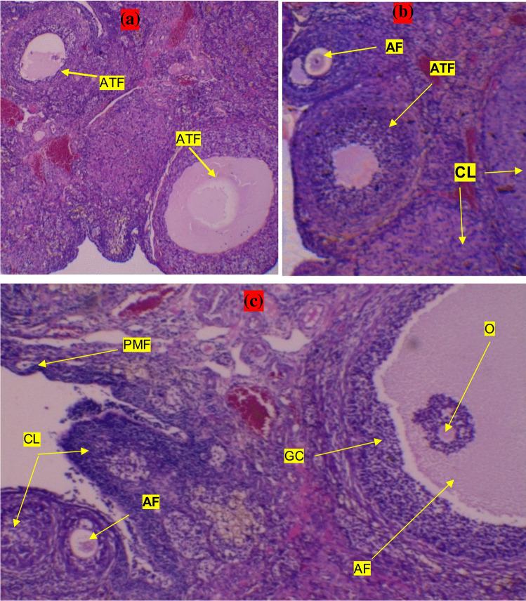 https://cdn.ncbi.nlm.nih.gov/pmc/blobs/2a98/11116261/7c443bd276e4/11095_2024_3704_Fig3_HTML.jpg